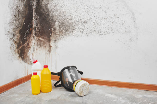 Best Mold Damage Repair  in Lake Fenton, MI