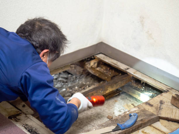 Mold Removal Process in Lake Fenton, MI