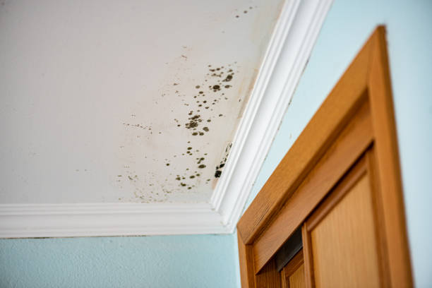 Certified Mold Removal in Lake Fenton, MI