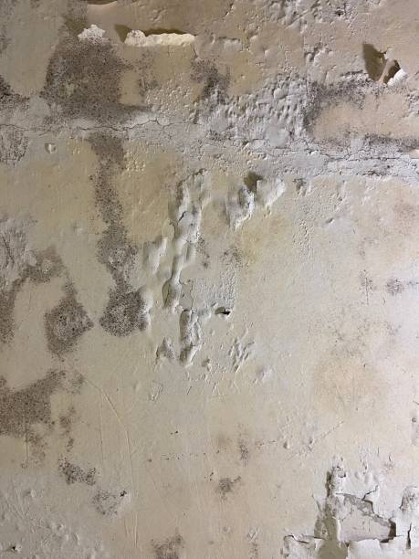 Best Same-Day Mold Removal  in Lake Fenton, MI