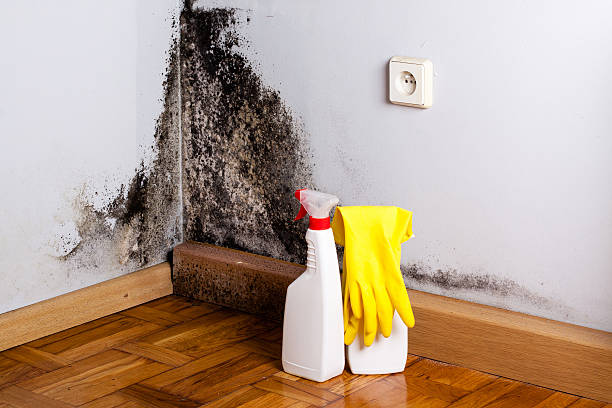 Best Mold Removal Near Me  in Lake Fenton, MI