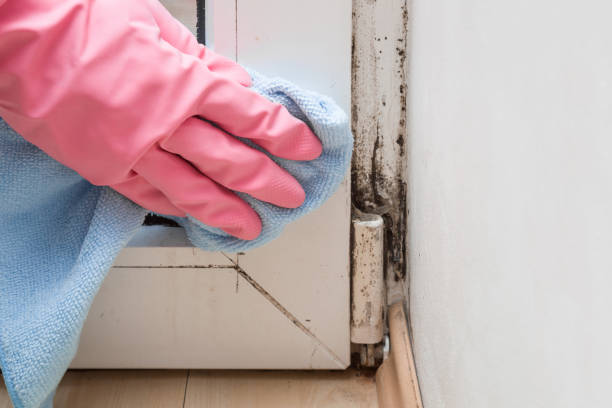 Best Mold Testing  in Lake Fenton, MI
